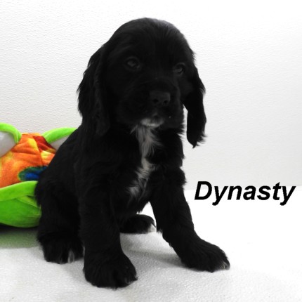 puppy, for, sale, Cocker Spaniel, Joe & Cherri  Overlease, dog, breeder, Miller, MO, dog-breeder, puppy-for-sale, forsale, nearby, find, puppyfind, locator, puppylocator, aca